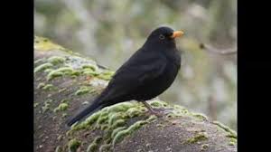 Image result for Adlestrop Daylesford & Oddington Cricket Club