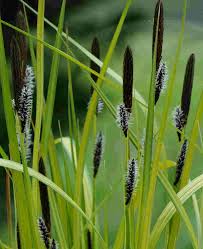 Attēlu rezultāti vaicājumam “Carex elata flower”