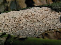 Attēlu rezultāti vaicājumam “Vuilleminia comedens”