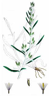 Attēlu rezultāti vaicājumam “Gnaphalium sylvaticum leaf”