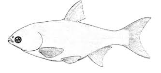 Image result for Hypophthalmichthys molitrix