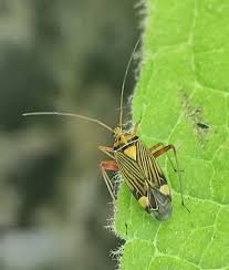 Attēlu rezultāti vaicājumam “Rhabdomiris striatellus”
