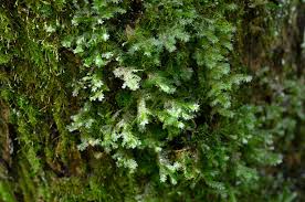 Attēlu rezultāti vaicājumam “Neckera pennata sporophyte”