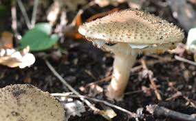 Attēlu rezultāti vaicājumam “Lepiota aspera”