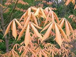 Attēlu rezultāti vaicājumam “Aesculus x neglecta flower”