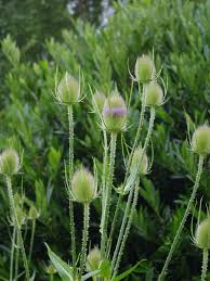 Attēlu rezultāti vaicājumam “Dipsacus fullonum flower”