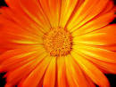 41 Delicious Flower Photographs