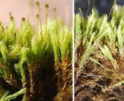 Attēlu rezultāti vaicājumam “Aulacomnium”