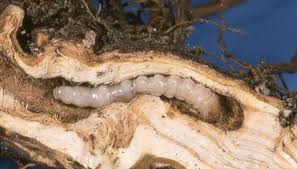 Attēlu rezultāti vaicājumam “Stemonaria irregularis young”