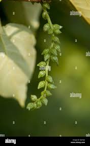 Attēlu rezultāti vaicājumam “Populus x berolinensis”