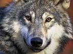 Wolf #13 » Just Animals