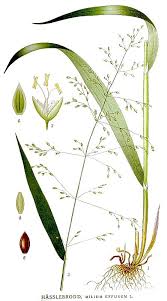 Attēlu rezultāti vaicājumam “Milium effusum flower”