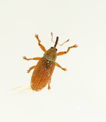 Attēlu rezultāti vaicājumam “Brachonyx pineti”