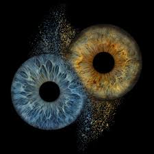Image result for Iris