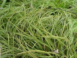 Attēlu rezultāti vaicājumam “Carex caryophyllea leaf”