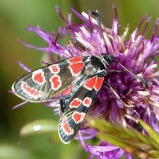 Attēlu rezultāti vaicājumam “Zygaena sp.”