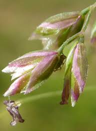 Attēlu rezultāti vaicājumam “Poa humilis”