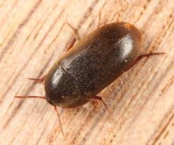 Attēlu rezultāti vaicājumam “Tetratomidae”