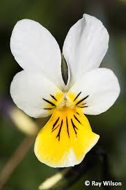 Attēlu rezultāti vaicājumam “Viola tricolor subsp. curtisii flower”