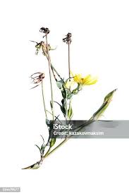 Attēlu rezultāti vaicājumam “Tragopogon heterospermus”