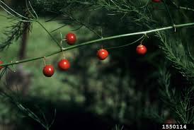 Attēlu rezultāti vaicājumam “Asparagus officinalis fruit”