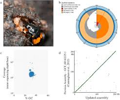 Attēlu rezultāti vaicājumam “Nicrophorus vespilloides”