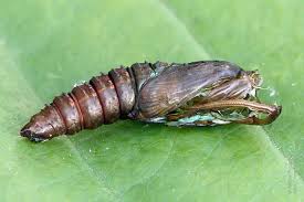 Attēlu rezultāti vaicājumam “Eudemis porphyrana”