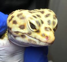 Image result for gravidity leopard gecko
