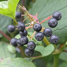 Attēlu rezultāti vaicājumam “Cornus sanguinea fruit”