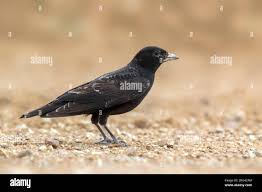 Image result for Melanocorypha yeltoniensis