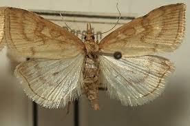 Attēlu rezultāti vaicājumam “Udea lutealis”