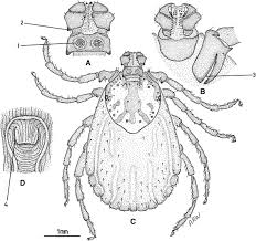 Attēlu rezultāti vaicājumam “Dermacentor reticulatus female”