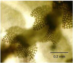 Attēlu rezultāti vaicājumam “Calypogeia suecica”