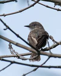 Image result for Sayornis phoebe