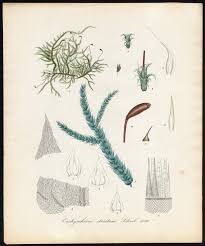 Attēlu rezultāti vaicājumam “Eurhynchium striatum”