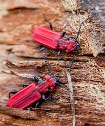 Attēlu rezultāti vaicājumam “Cucujus cinnaberinus larva”