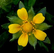 Attēlu rezultāti vaicājumam “Potentilla norvegica”