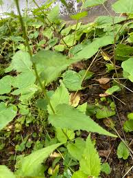 Attēlu rezultāti vaicājumam “Campanula rapunculoides leaf”