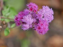 Image result for Leberbalsam