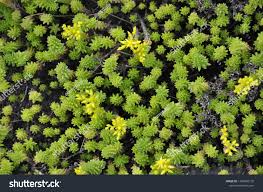 Attēlu rezultāti vaicājumam “Sedum sexangulare flower”
