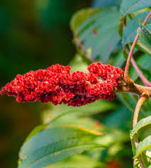Attēlu rezultāti vaicājumam “Rhus typhina flower”
