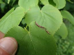 Attēlu rezultāti vaicājumam “Bayeriola thymicola”