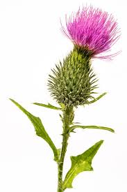 Image result for Silybum marianum