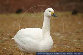 Attēlu rezultāti vaicājumam “Cygnus columbianus adult”