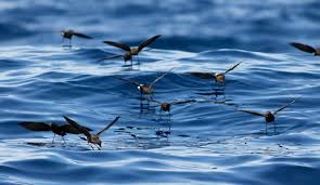 Image result for Oceanites oceanicus