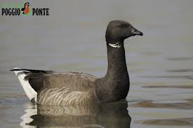 Attēlu rezultāti vaicājumam “Branta bernicla”