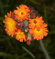 Image result for Hieracium aurantiacum