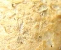 Attēlu rezultāti vaicājumam “Rhizopogon luteolus”