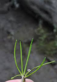 Attēlu rezultāti vaicājumam “Limosella aquatica flower”