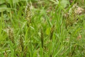 Attēlu rezultāti vaicājumam “Anthoxanthum odoratum fruit”